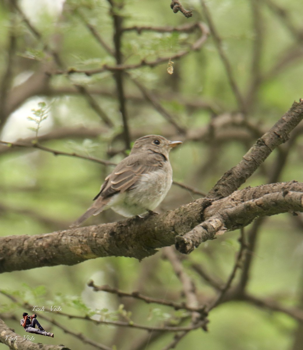 Asian Brown Flycatcher - ML364806481