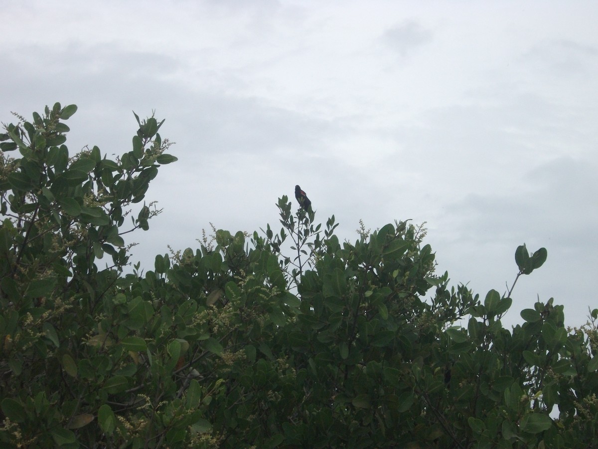 Red-winged Blackbird - ML364807531