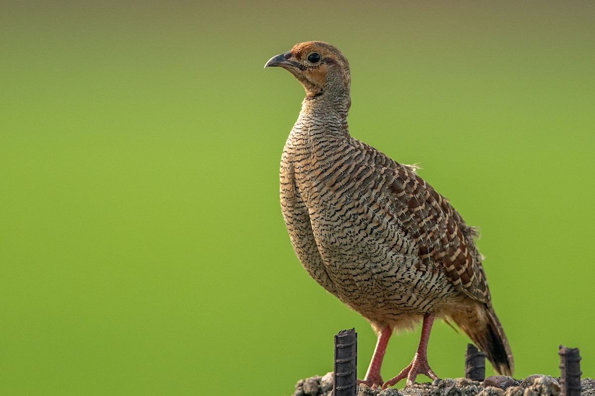 Gray Francolin - Vivek Saggar