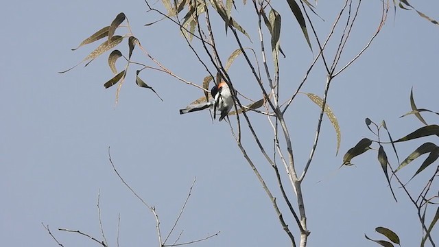 Weißbauch-Mennigvogel - ML364809981