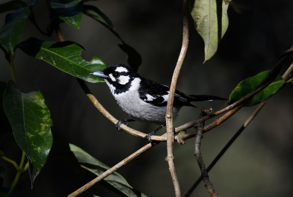 White-eared Monarch - ML364811681