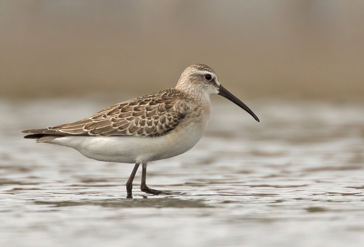 Curlew Sandpiper - Dave Bakewell