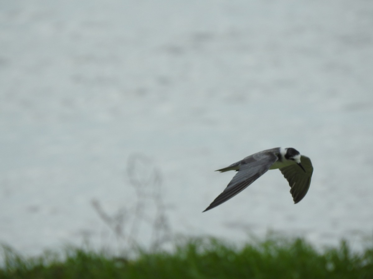 Black Tern - inger hansen