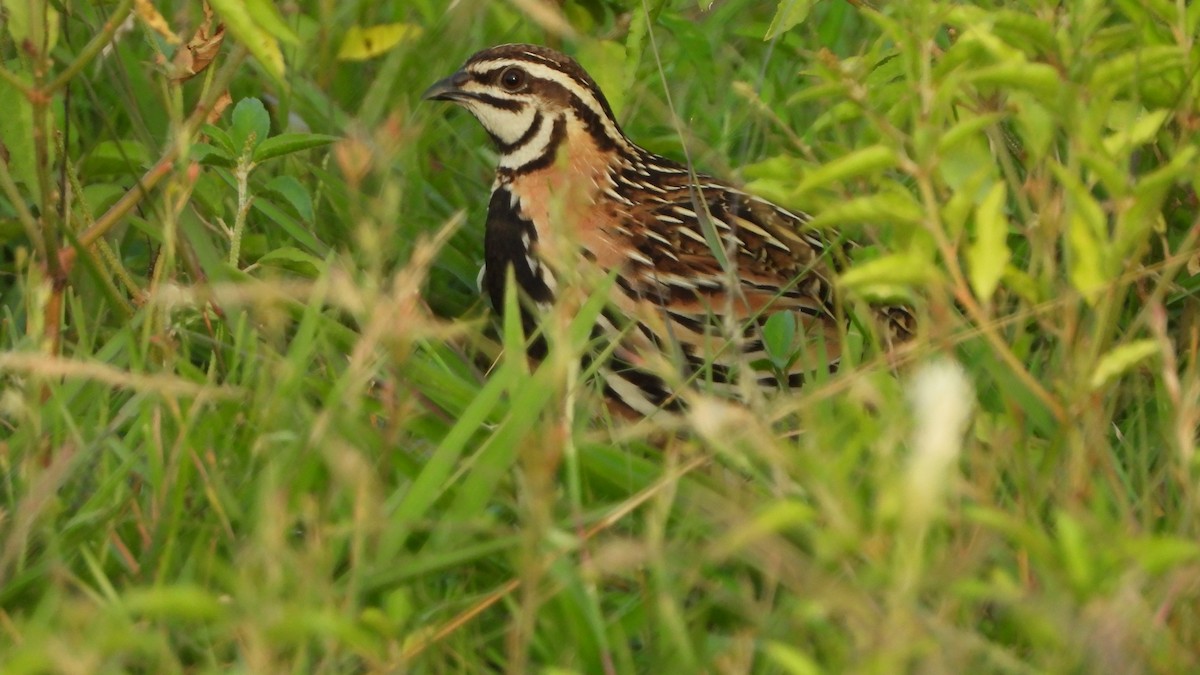 Rain Quail - ML364818191