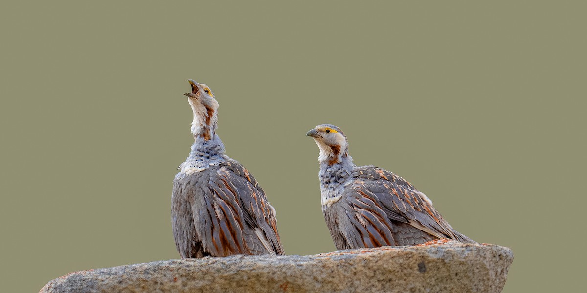 Himalayan Snowcock - ML364818641