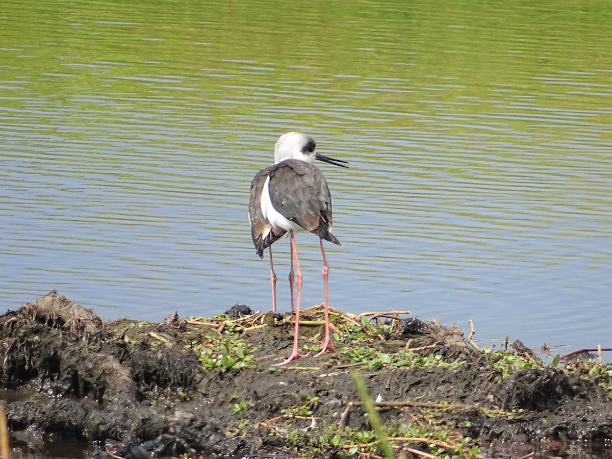 Pied Stilt - ML364818961