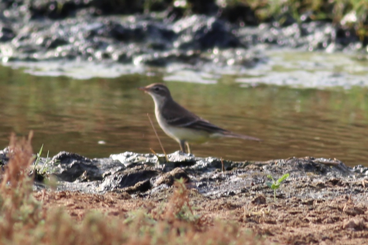 Western Yellow Wagtail (flava/beema) - ML36481931