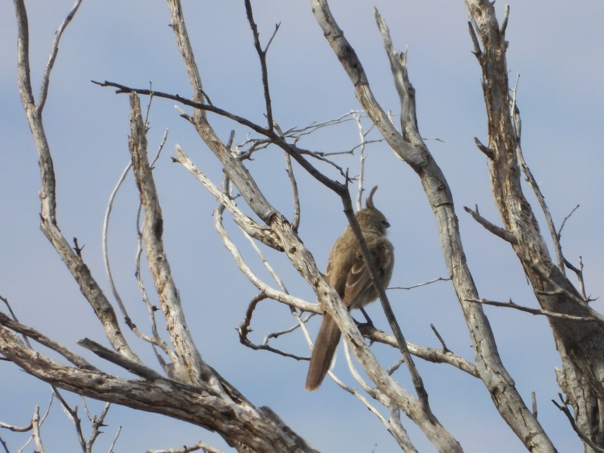 Chirruping Wedgebill - ML364820211