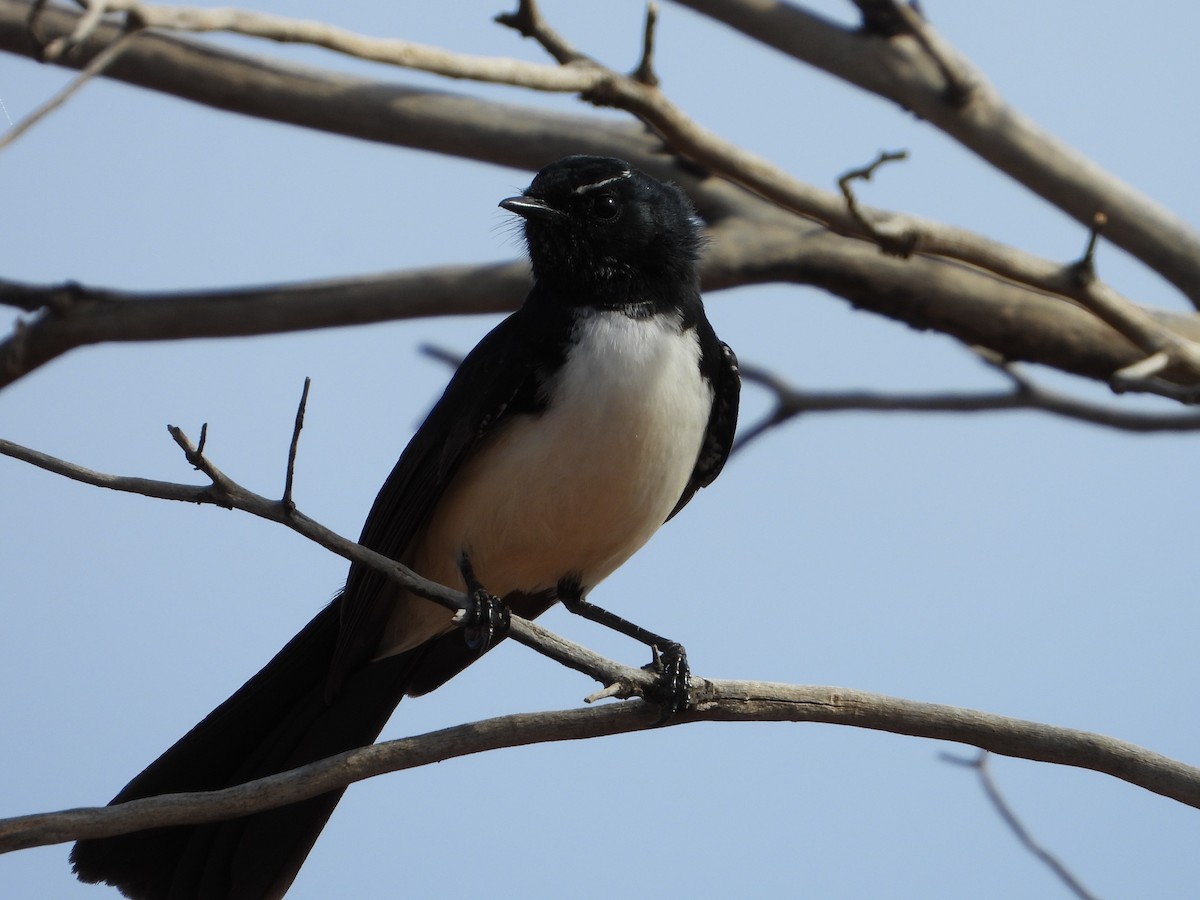 Willie-wagtail - ML364820221