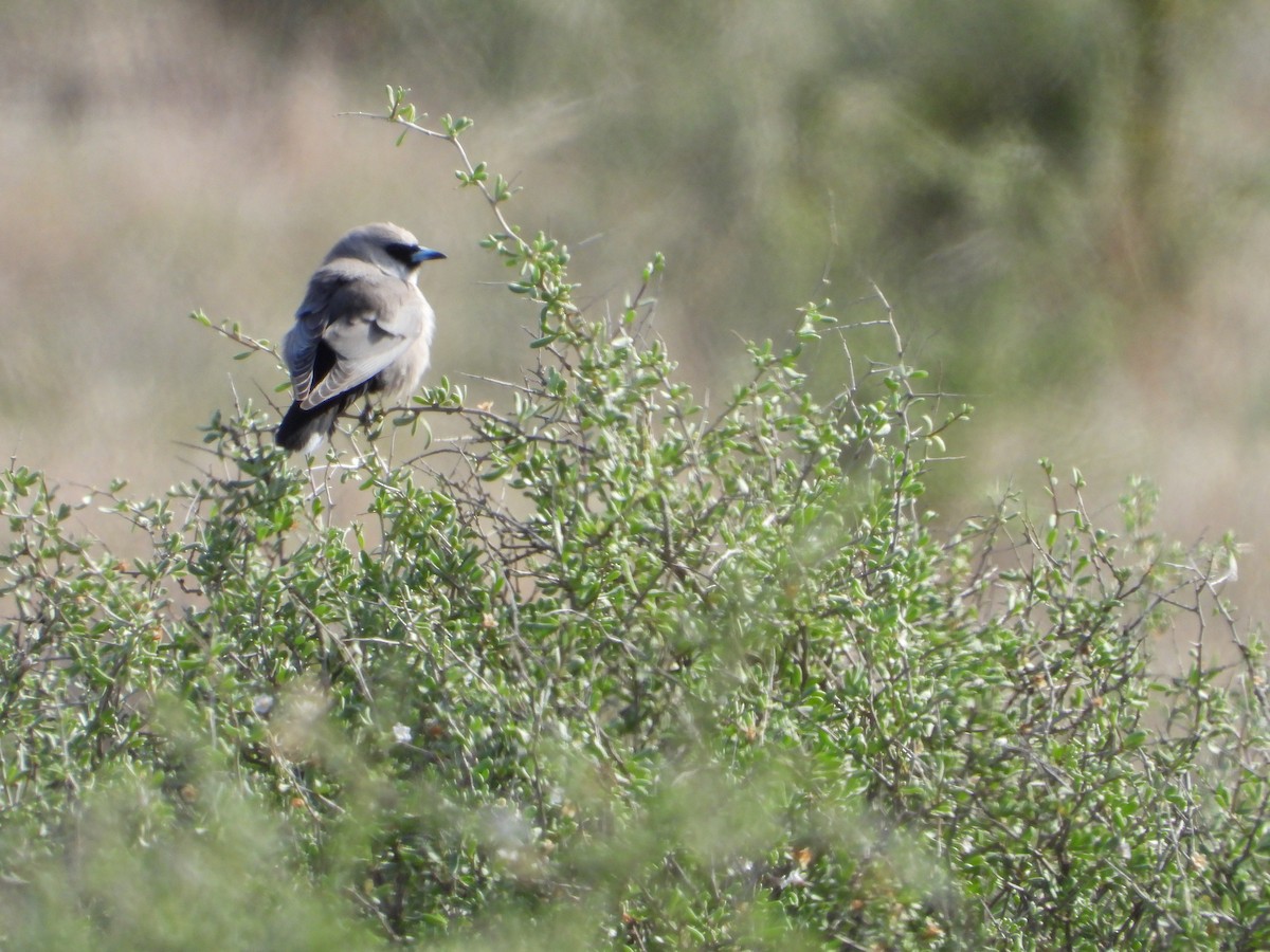 Black-faced Woodswallow - ANNE FOWLER