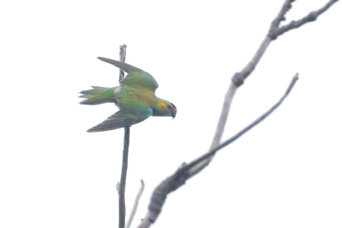 Purple-crowned Lorikeet - ML364821551