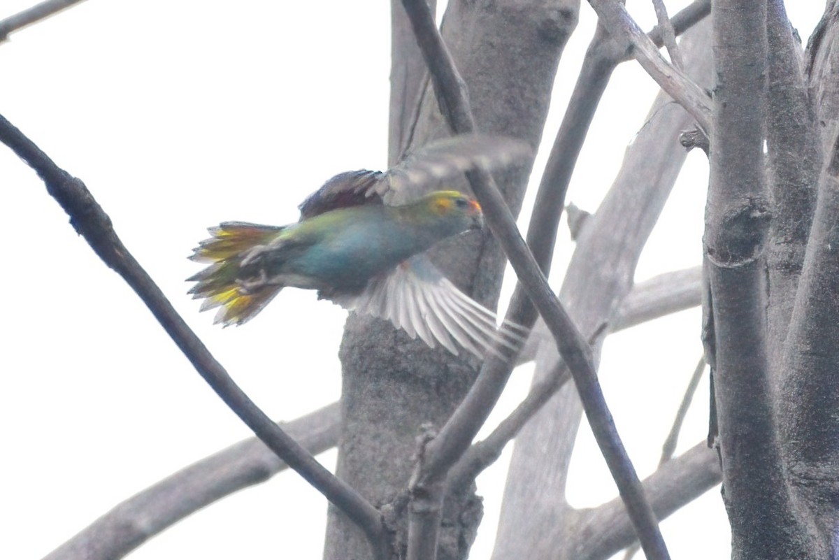 Purple-crowned Lorikeet - ML364821561