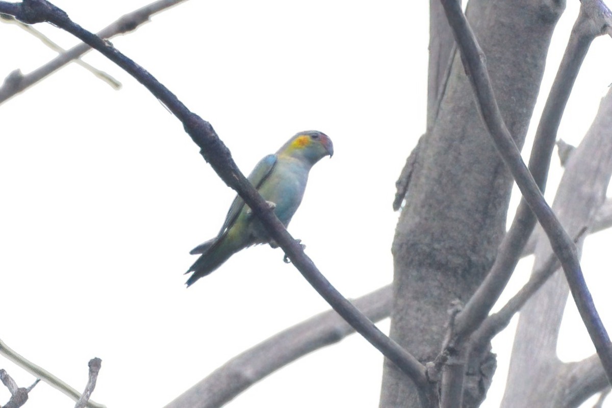 Purple-crowned Lorikeet - ML364821571