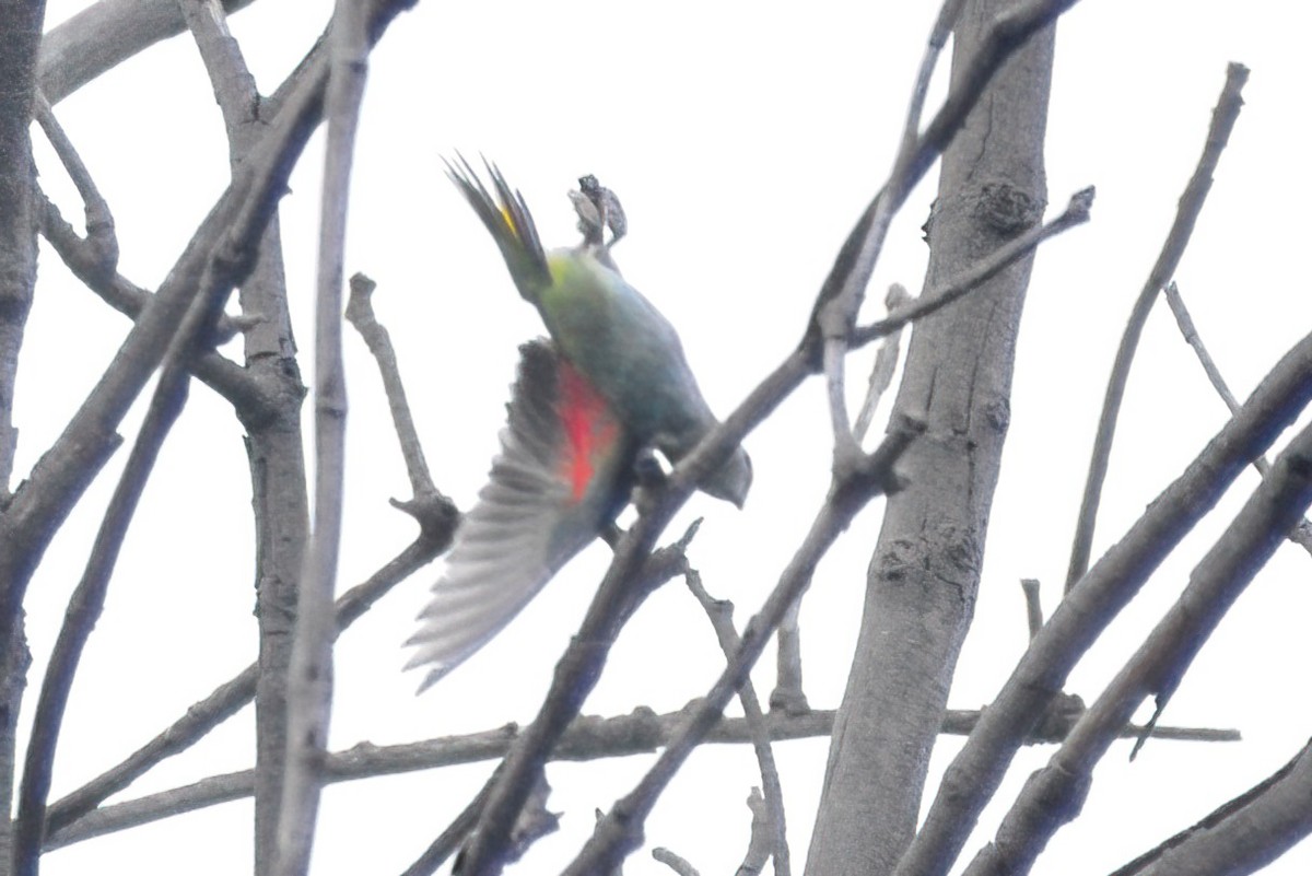 Purple-crowned Lorikeet - ML364821581