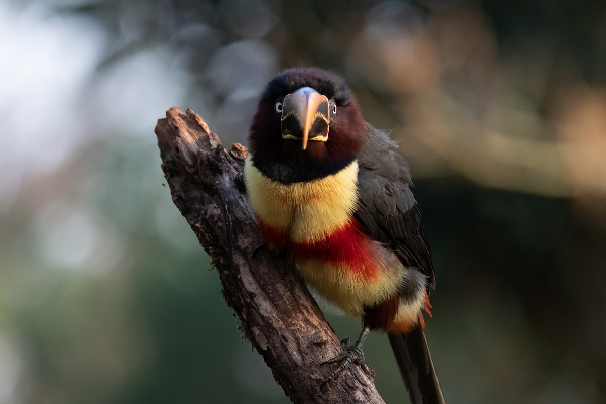 Chestnut-eared Aracari - ML364821981