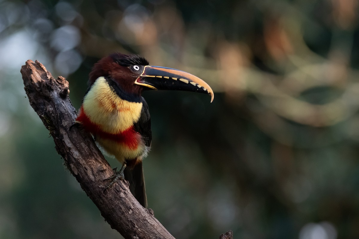 Chestnut-eared Aracari - ML364821991