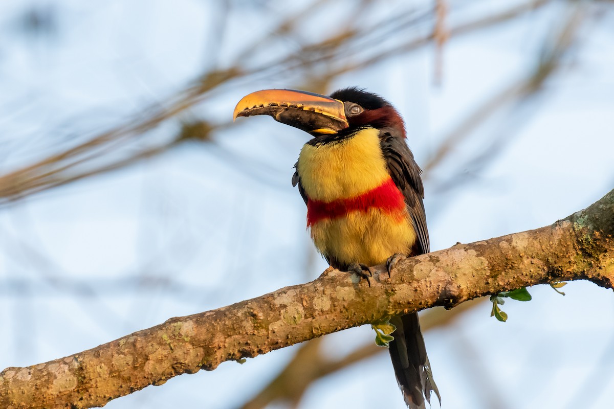 Chestnut-eared Aracari - ML364822001