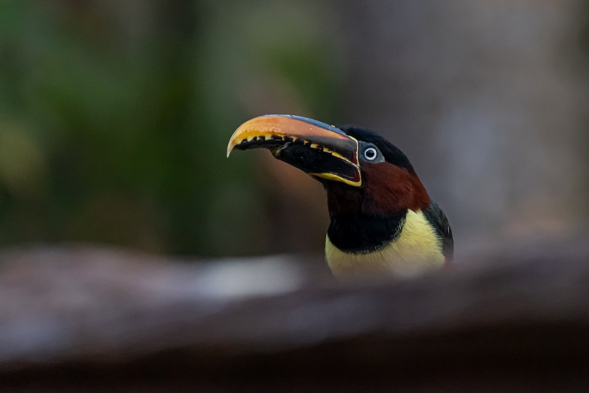 Chestnut-eared Aracari - ML364822021