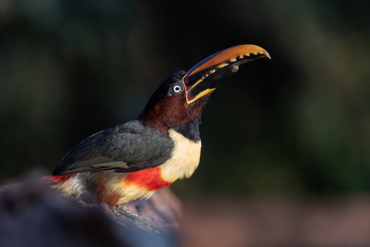 Chestnut-eared Aracari - ML364822041