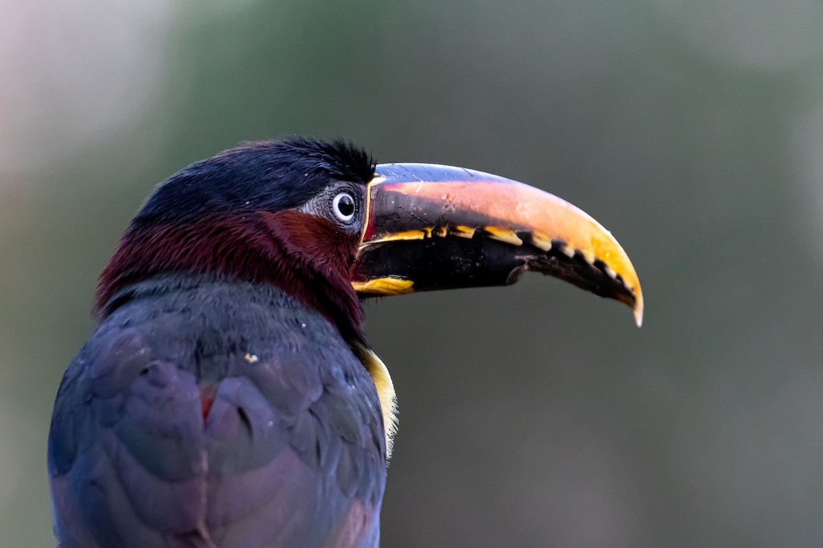 Chestnut-eared Aracari - ML364822051