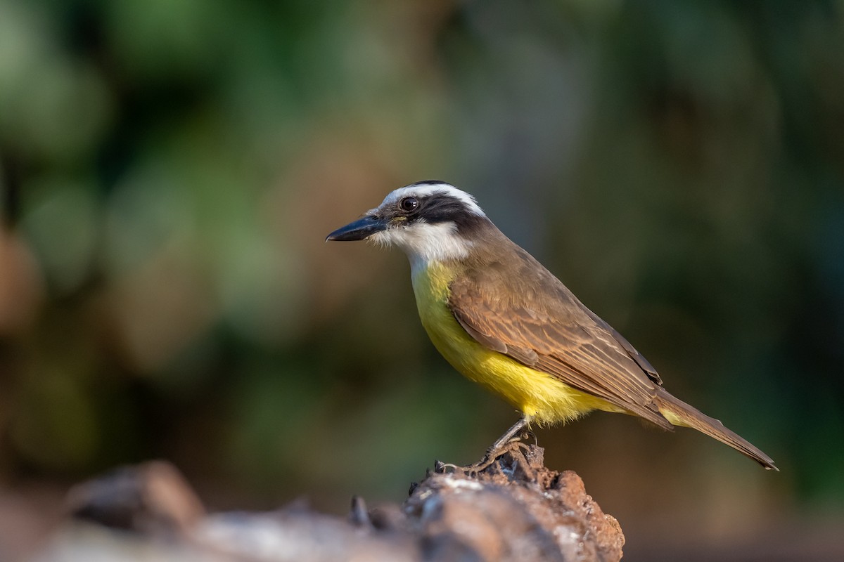 Great Kiskadee - Pablo Ramos