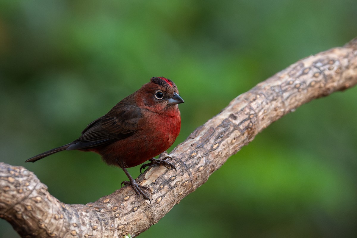 Red-crested Finch - Pablo Ramos