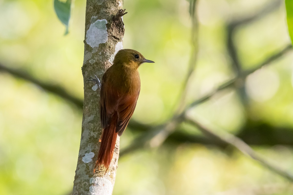 Olivaceous Woodcreeper - ML364822661