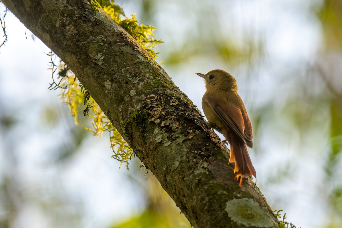 Olivaceous Woodcreeper - ML364822691