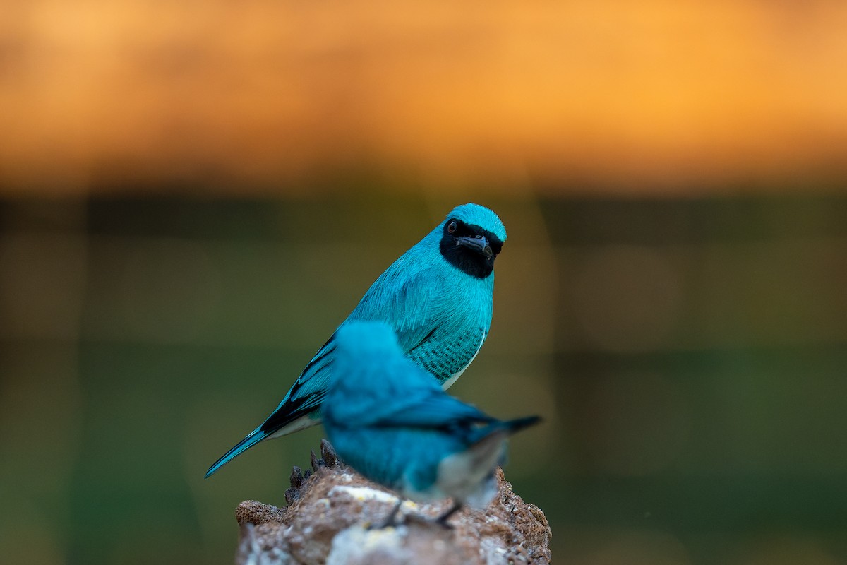 Swallow Tanager - Pablo Ramos