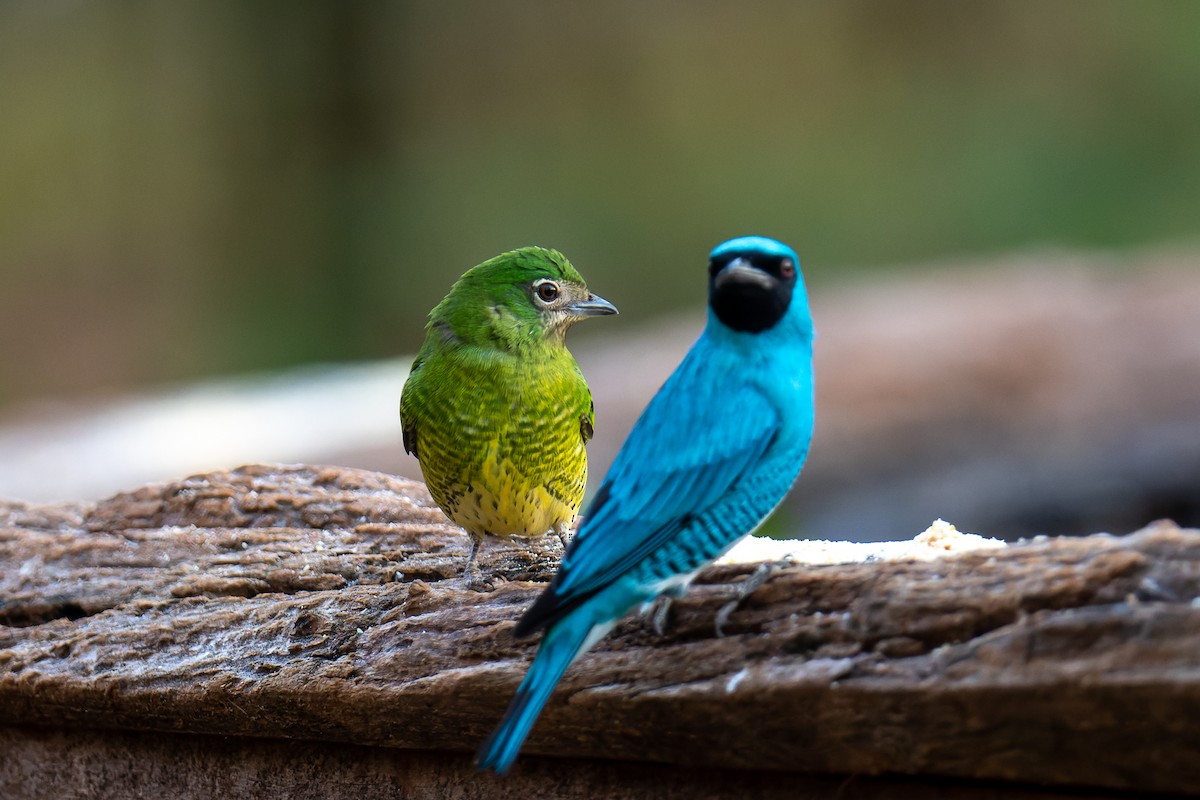 Swallow Tanager - Pablo Ramos