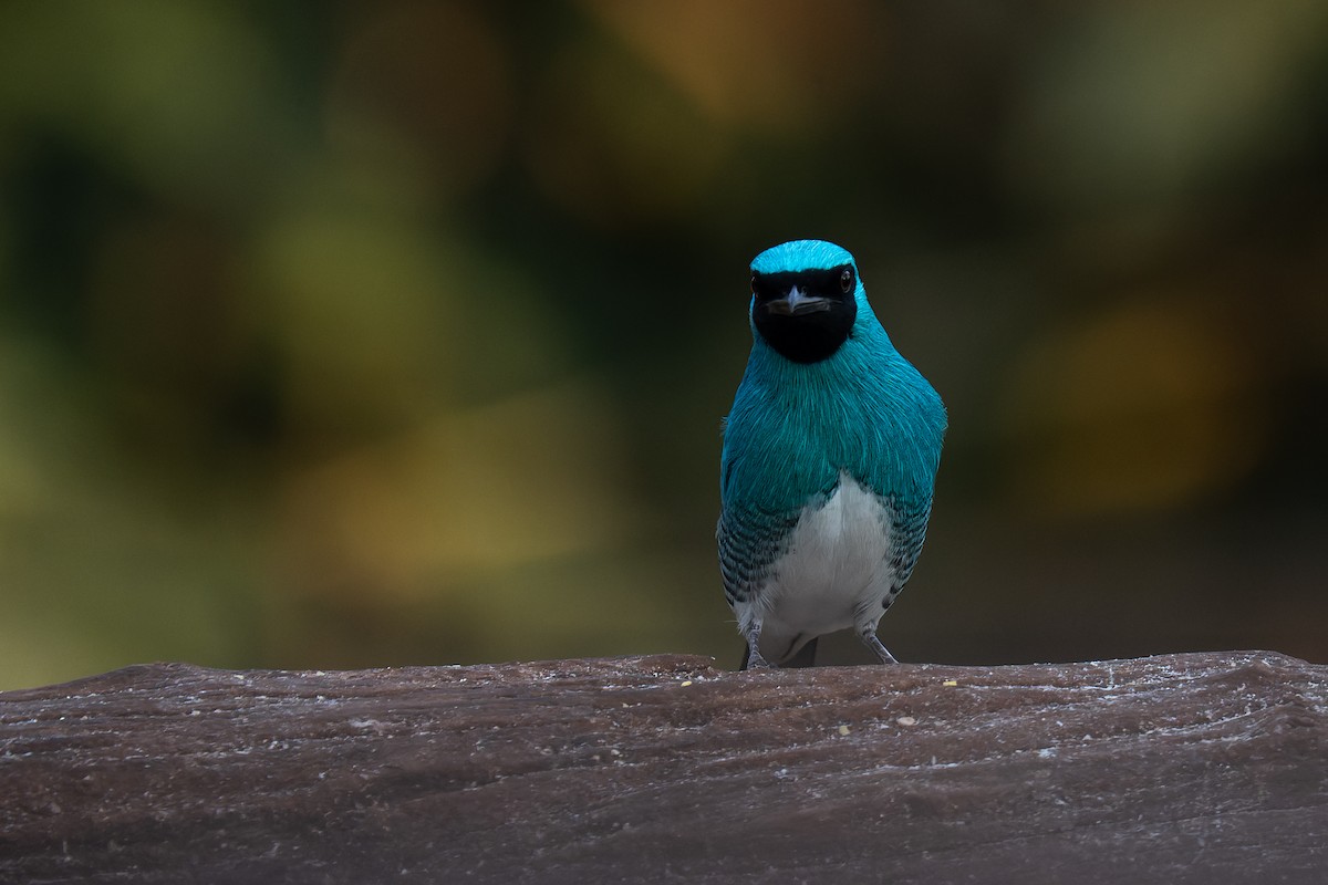 Swallow Tanager - Pablo Ramos