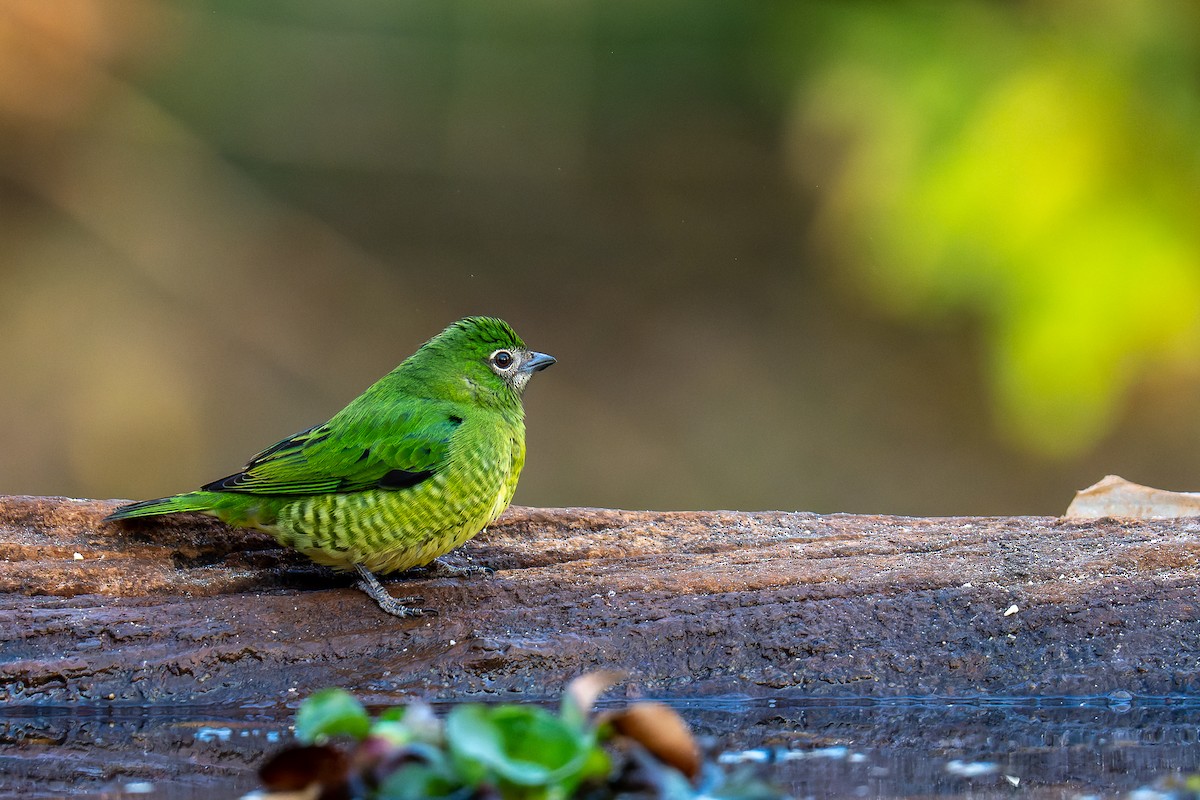 Swallow Tanager - Pablo Ramos