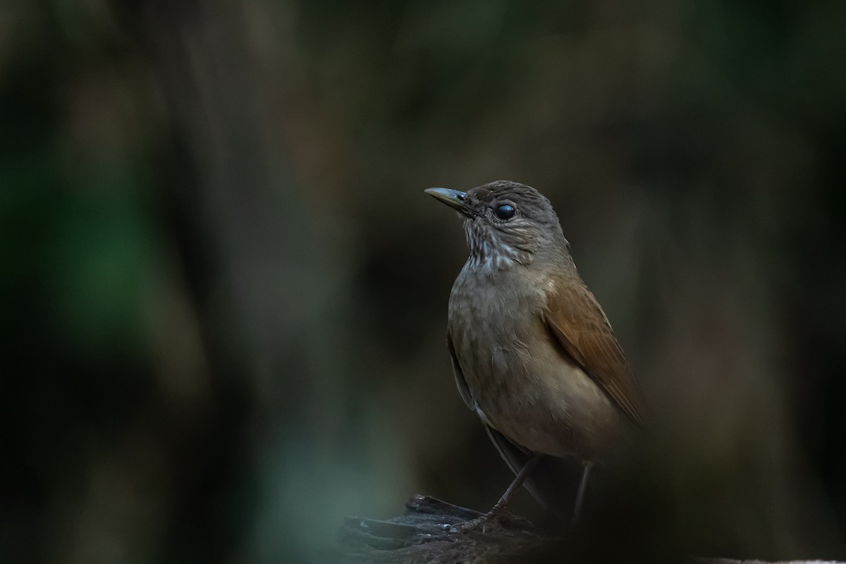 Pale-breasted Thrush - ML364822871