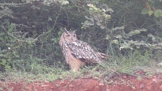 Rock Eagle-Owl - ML364823311