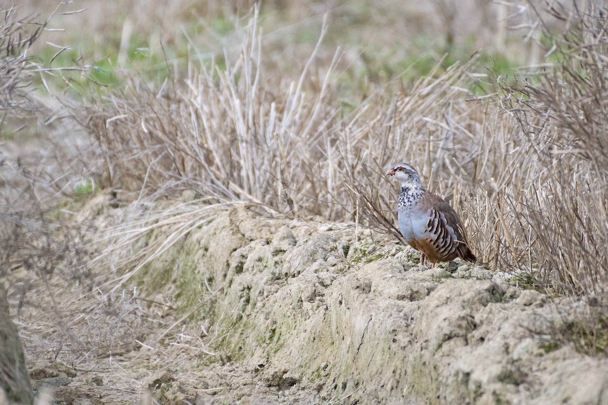 Red-legged Partridge - ML364824581