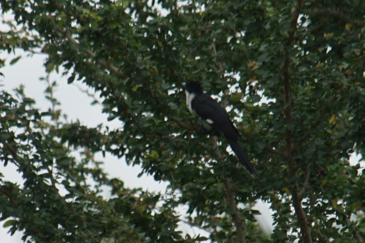 Pied Cuckoo - ML364825251