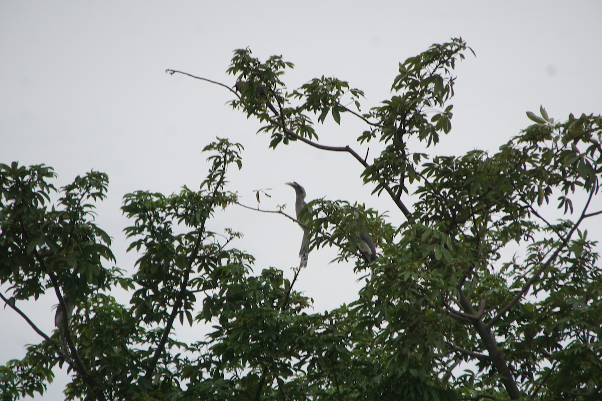 Indian Gray Hornbill - ML364826201