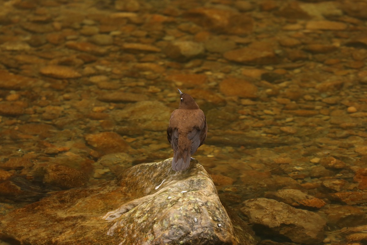 Brown Dipper - Chi-Hsuan Shao