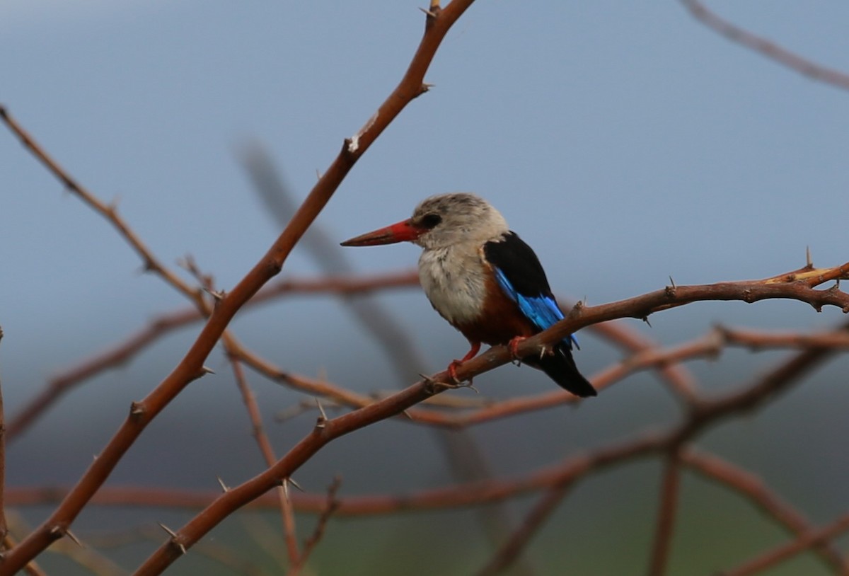 Gray-headed Kingfisher - ML364832091