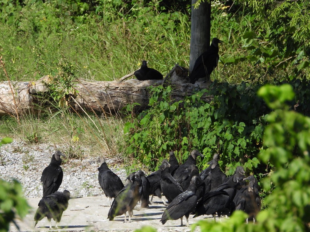 Black Vulture - Tom Marsan-Ryan