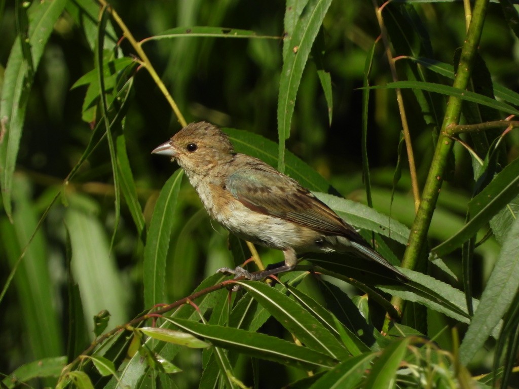 Indigo Bunting - ML364833401