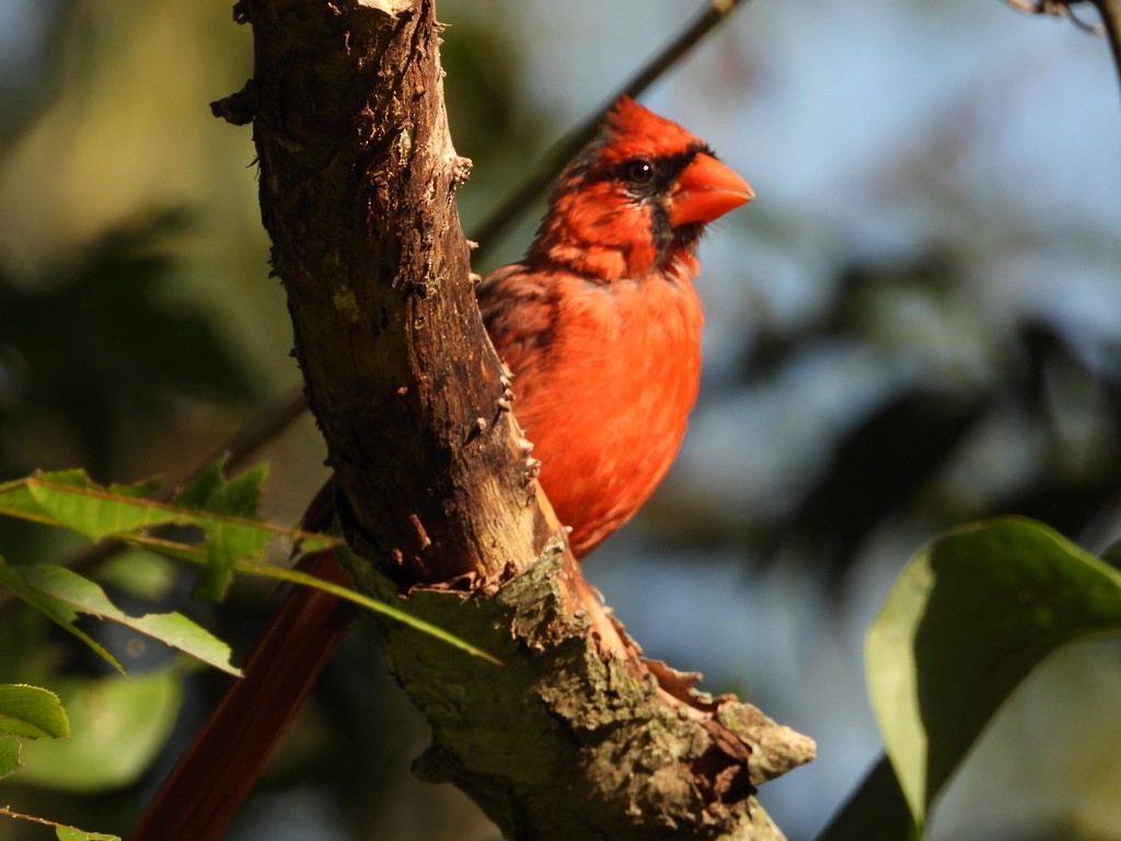 Northern Cardinal - Tom Marsan-Ryan