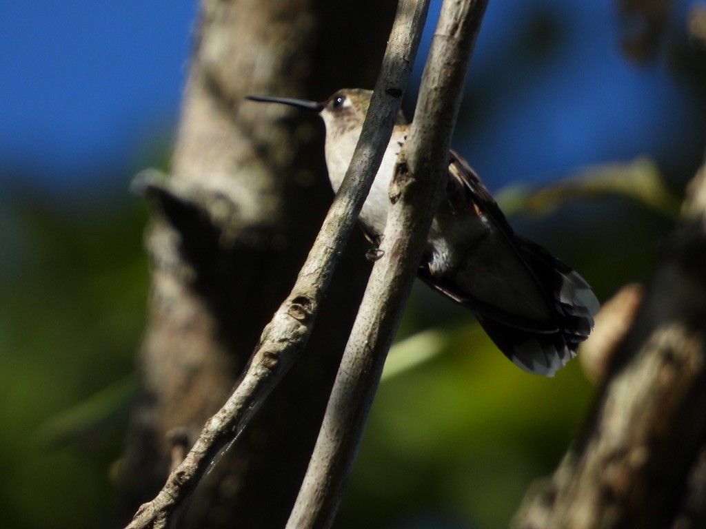 Ruby-throated Hummingbird - Tom Marsan-Ryan