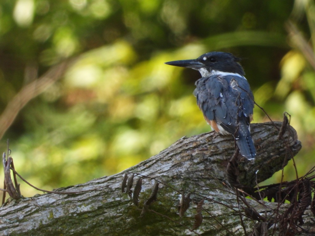 Belted Kingfisher - Tom Marsan-Ryan