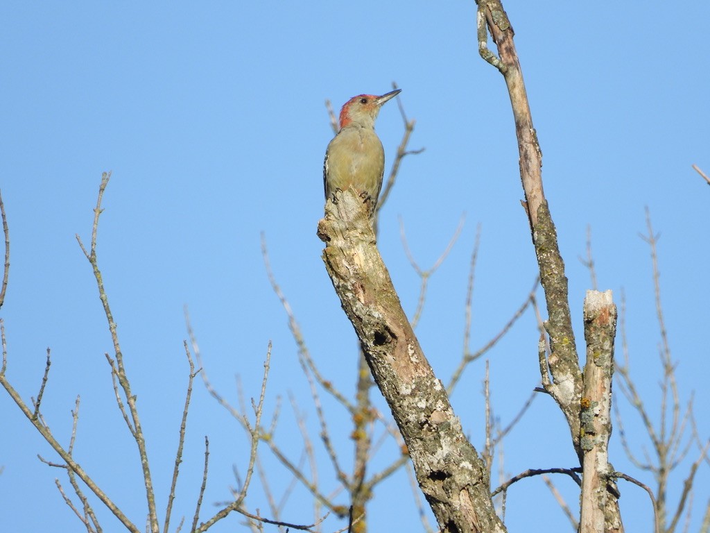 Red-bellied Woodpecker - Tom Marsan-Ryan