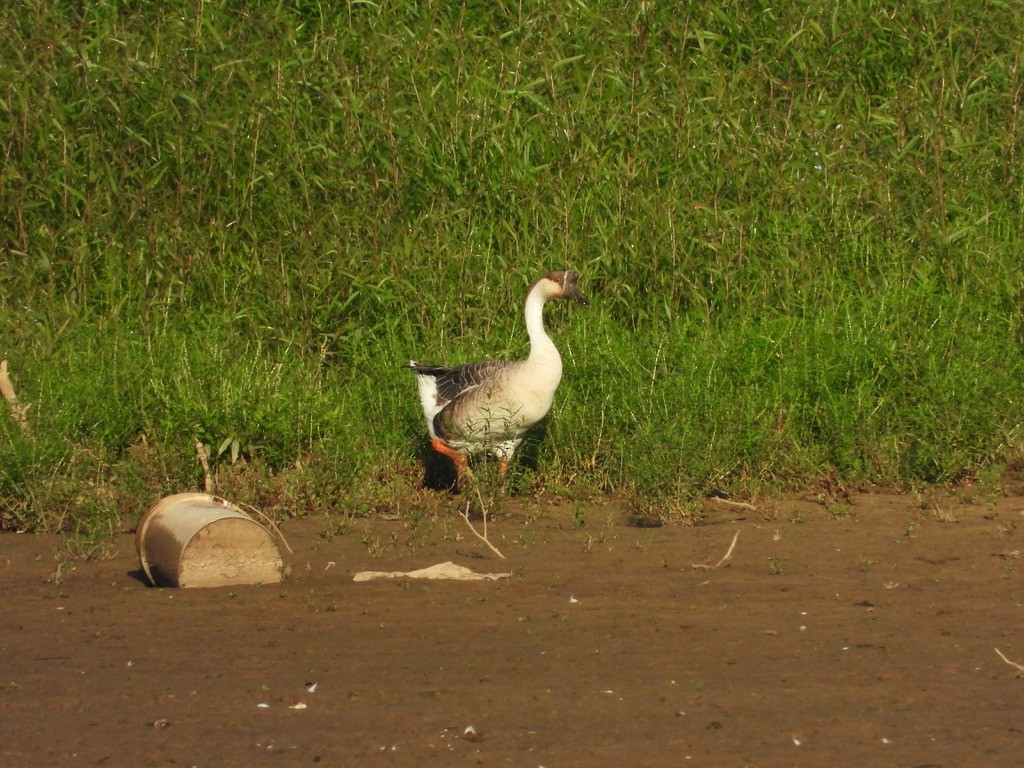 Domestic goose sp. (Domestic type) - Tom Marsan-Ryan