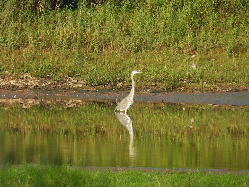 Great Blue Heron - ML364833661