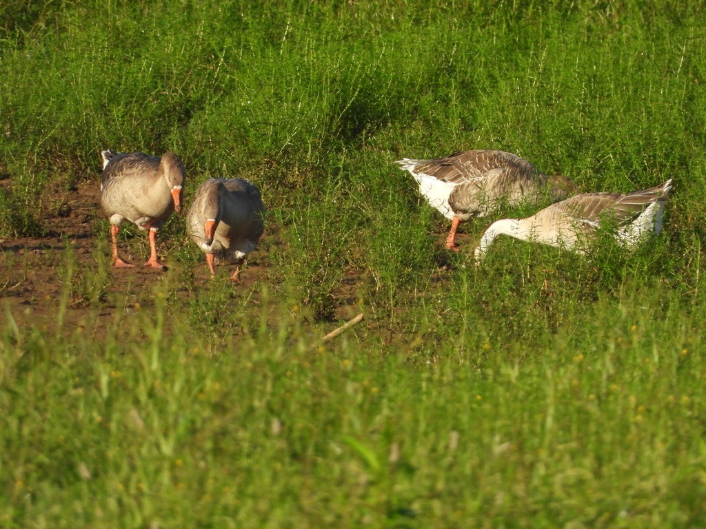 Domestic goose sp. (Domestic type) - ML364833701