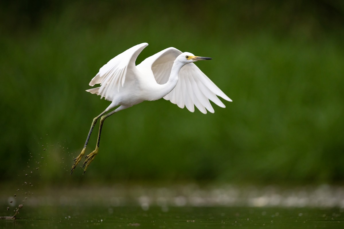 Snowy Egret - ML364833951