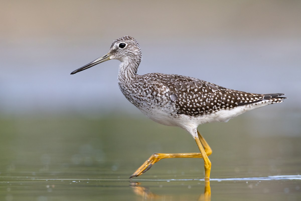 Greater Yellowlegs - ML364834431